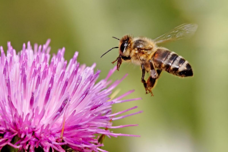 a honeybee